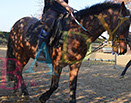 Badyhoeve is een terrein dat tot 3kinderen en hun pony's met de hond Djackson behoort.