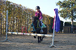 Badyhoeve is een terrein dat tot 3kinderen en hun pony's met de hond Djackson behoort.