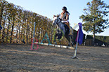 Badyhoeve is een terrein dat tot 3kinderen en hun pony's met de hond Djackson behoort.