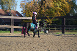 Badyhoeve is een terrein dat tot 3kinderen en hun pony's met de hond Djackson behoort.