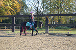 Badyhoeve is een terrein dat tot 3kinderen en hun pony's met de hond Djackson behoort.