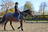 Badyhoeve is een terrein dat tot 3kinderen en hun pony's met de hond Djackson behoort.