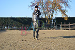Badyhoeve is een terrein dat tot 3kinderen en hun pony's met de hond Djackson behoort.