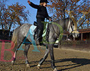 Badyhoeve is een terrein dat tot 3kinderen en hun pony's met de hond Djackson behoort.