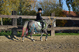 Badyhoeve is een terrein dat tot 3kinderen en hun pony's met de hond Djackson behoort.