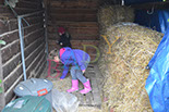 Badyhoeve is een terrein dat tot 3kinderen en hun pony's met de hond Djackson behoort.