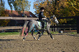 Badyhoeve is een terrein dat tot 3kinderen en hun pony's met de hond Djackson behoort.