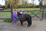 Badyhoeve is een terrein dat tot 3kinderen en hun pony's met de hond Djackson behoort.