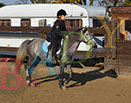 Badyhoeve is een terrein dat tot 3kinderen en hun pony's met de hond Djackson behoort.