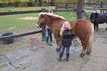 Badyhoeve is een terrein dat tot 3kinderen en hun pony's met de hond Djackson behoort.