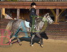Badyhoeve is een terrein dat tot 3kinderen en hun pony's met de hond Djackson behoort.