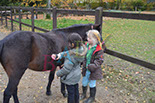 Badyhoeve is een terrein dat tot 3kinderen en hun pony's met de hond Djackson behoort.