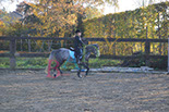 Badyhoeve is een terrein dat tot 3kinderen en hun pony's met de hond Djackson behoort.