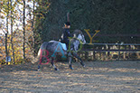 Badyhoeve is een terrein dat tot 3kinderen en hun pony's met de hond Djackson behoort.