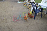 Badyhoeve is een terrein dat tot 3kinderen en hun pony's met de hond Djackson behoort.