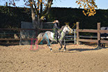 Badyhoeve is een terrein dat tot 3kinderen en hun pony's met de hond Djackson behoort.