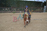 Badyhoeve is een terrein dat tot 3kinderen en hun pony's met de hond Djackson behoort.