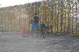 Badyhoeve is een terrein dat tot 3kinderen en hun pony's met de hond Djackson behoort.