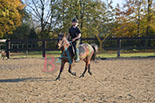 Badyhoeve is een terrein dat tot 3kinderen en hun pony's met de hond Djackson behoort.