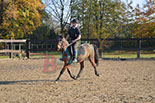 Badyhoeve is een terrein dat tot 3kinderen en hun pony's met de hond Djackson behoort.