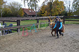Badyhoeve is een terrein dat tot 3kinderen en hun pony's met de hond Djackson behoort.