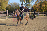 Badyhoeve is een terrein dat tot 3kinderen en hun pony's met de hond Djackson behoort.