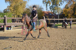 Badyhoeve is een terrein dat tot 3kinderen en hun pony's met de hond Djackson behoort.