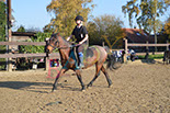 Badyhoeve is een terrein dat tot 3kinderen en hun pony's met de hond Djackson behoort.