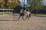 Badyhoeve is een terrein dat tot 3kinderen en hun pony's met de hond Djackson behoort.