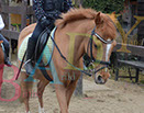 Badyhoeve is een terrein dat tot 3kinderen en hun pony's met de hond Djackson behoort.