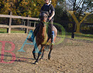 Badyhoeve is een terrein dat tot 3kinderen en hun pony's met de hond Djackson behoort.
