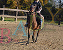 Badyhoeve is een terrein dat tot 3kinderen en hun pony's met de hond Djackson behoort.