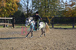 Badyhoeve is een terrein dat tot 3kinderen en hun pony's met de hond Djackson behoort.