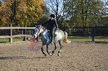 Badyhoeve is een terrein dat tot 3kinderen en hun pony's met de hond Djackson behoort.