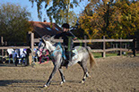 Badyhoeve is een terrein dat tot 3kinderen en hun pony's met de hond Djackson behoort.