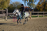 Badyhoeve is een terrein dat tot 3kinderen en hun pony's met de hond Djackson behoort.