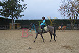 Badyhoeve is een terrein dat tot 3kinderen en hun pony's met de hond Djackson behoort.