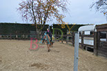 Badyhoeve is een terrein dat tot 3kinderen en hun pony's met de hond Djackson behoort.
