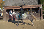 Badyhoeve is een terrein dat tot 3kinderen en hun pony's met de hond Djackson behoort.