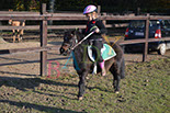 Badyhoeve is een terrein dat tot 3kinderen en hun pony's met de hond Djackson behoort.