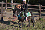 Badyhoeve is een terrein dat tot 3kinderen en hun pony's met de hond Djackson behoort.