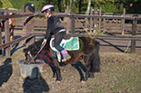 Badyhoeve is een terrein dat tot 3kinderen en hun pony's met de hond Djackson behoort.