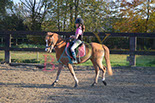 Badyhoeve is een terrein dat tot 3kinderen en hun pony's met de hond Djackson behoort.