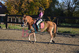 Badyhoeve is een terrein dat tot 3kinderen en hun pony's met de hond Djackson behoort.