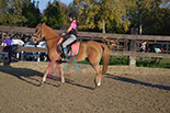 Badyhoeve is een terrein dat tot 3kinderen en hun pony's met de hond Djackson behoort.