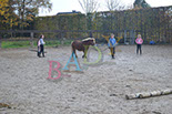 Badyhoeve is een terrein dat tot 3kinderen en hun pony's met de hond Djackson behoort.