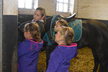 Badyhoeve is een terrein dat tot 3kinderen en hun pony's met de hond Djackson behoort.