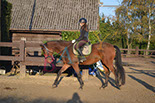Badyhoeve is een terrein dat tot 3kinderen en hun pony's met de hond Djackson behoort.