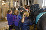 Badyhoeve is een terrein dat tot 3kinderen en hun pony's met de hond Djackson behoort.