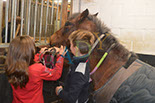 Badyhoeve is een terrein dat tot 3kinderen en hun pony's met de hond Djackson behoort.